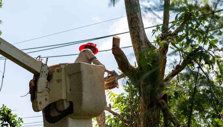 There is a tree care and maintenance worker using machine to reach branches in Birmingham, Alabama