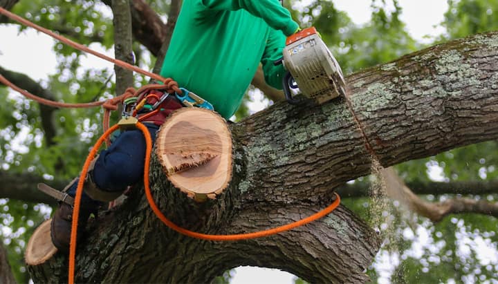 A tree removal contractor uses orange and silver drill in Birmingham, Alabama