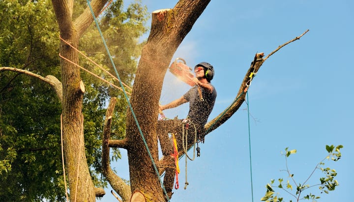 A local tree removal contractor is working on tree in yard of Birmingham, Alabama property