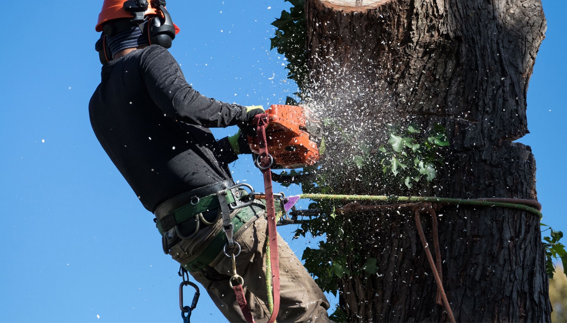 Tree removal solutions expert is using safety rope to keep balance in Birmingham, Alabama