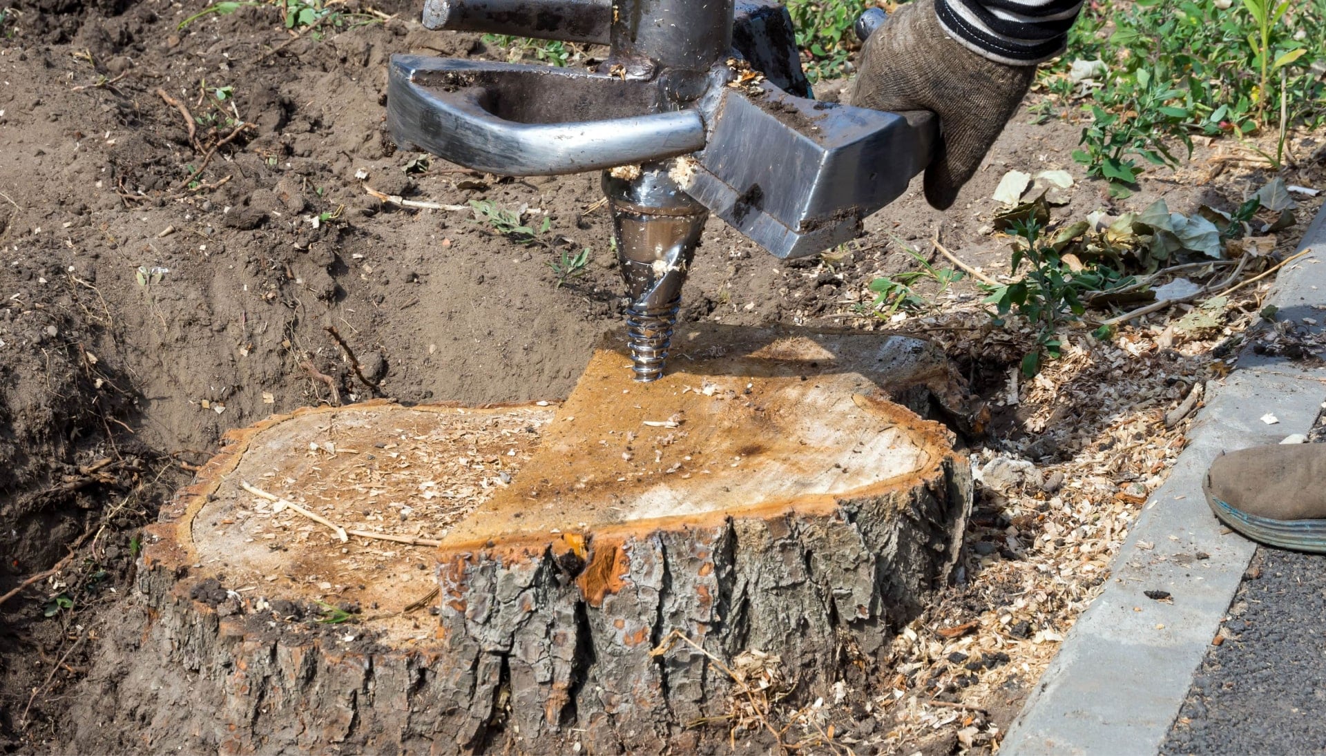 A local contractor uses drill for tree stump removal in Birmingham, Alabama